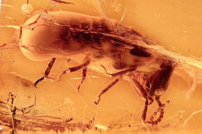 Detailed Fossil Termite (Isoptera) In Baltic Amber #278889